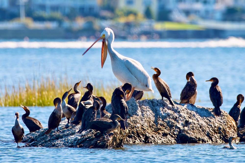 Jason Major (jpmajor@me.com)